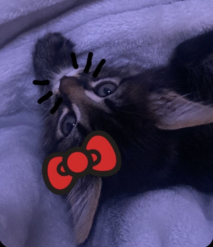 Black Cat Matching Pfp