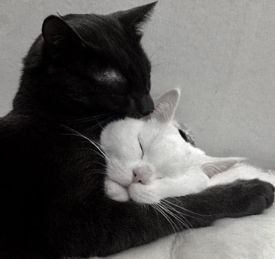 Black and White CAT Duo