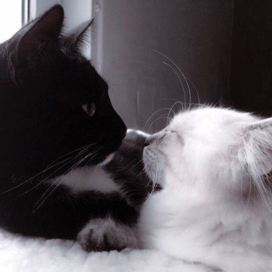 Black and White Cat Cute Dare