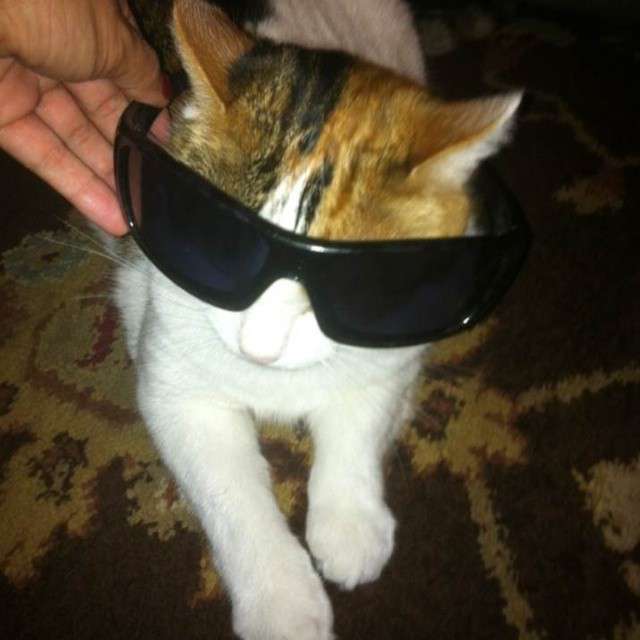 Brown Cat with Sun Glasses Pic