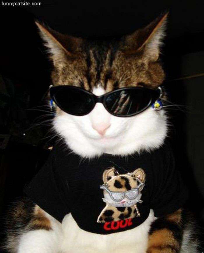 Calico Cat Wearing Sun Glasses