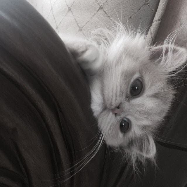 Cat Persian Cute Photo