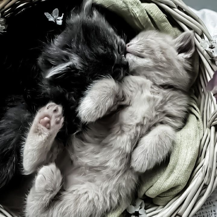 Cat Sleeping matching pfp