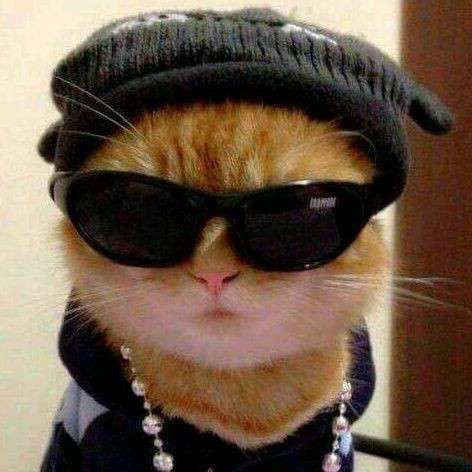 Cat wearing Cap