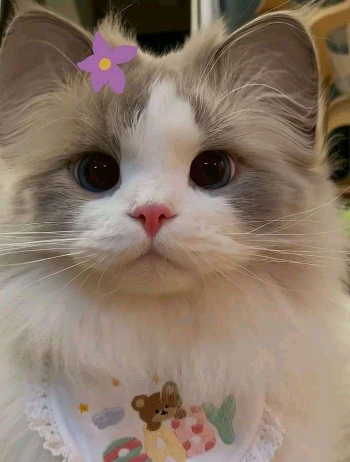 Cute CAT pIC