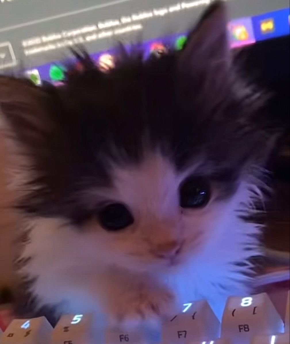 Cute Kitty Matching Pfp