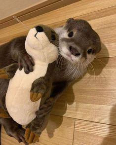 Cute Otter Pfp P 1