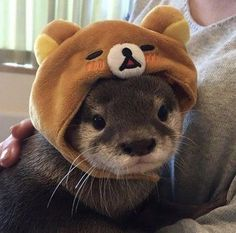 Cute Otter Pfp P 10