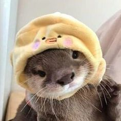 Cute Otter Pfp P 2