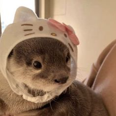 Cute Otter Pfp P 4