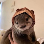 Cute Otter Pfp P 5