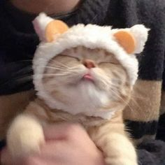 Exotic Shorthair Cat