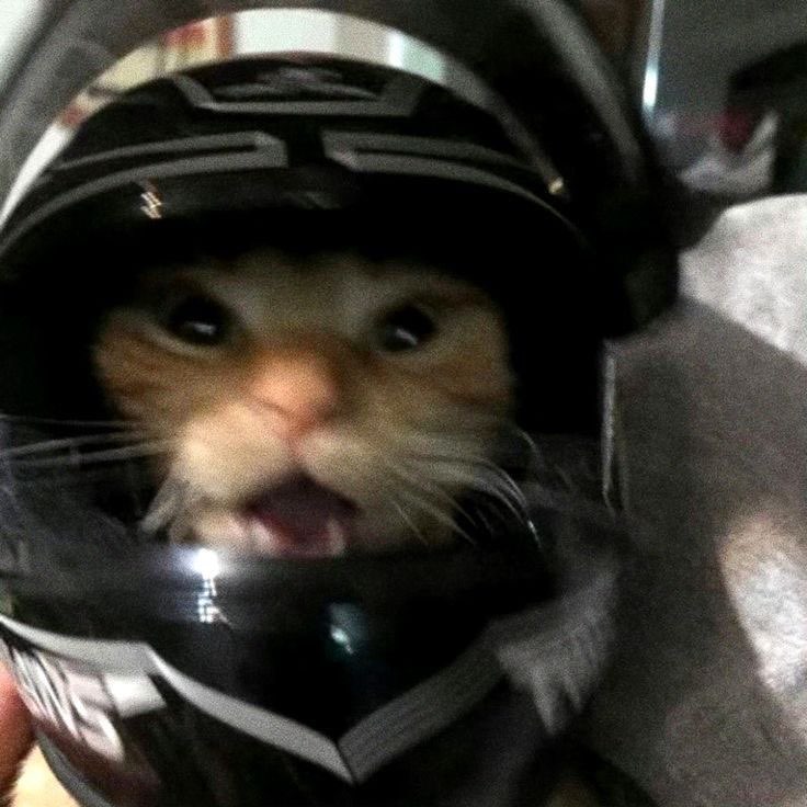Helmet Weared cat