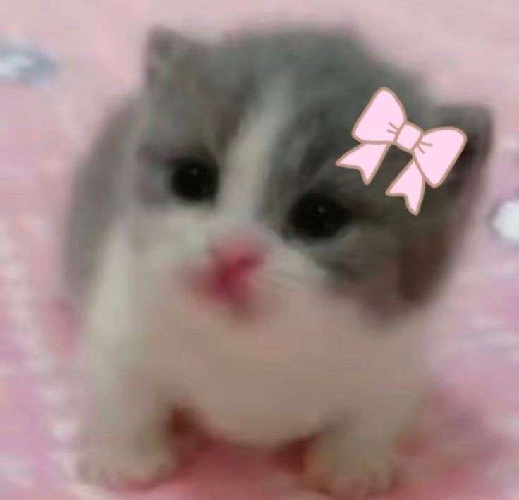 Kitty Cute Pfp