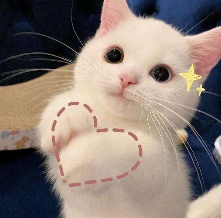 Matching Cat Pfp of Turkish ANGORA