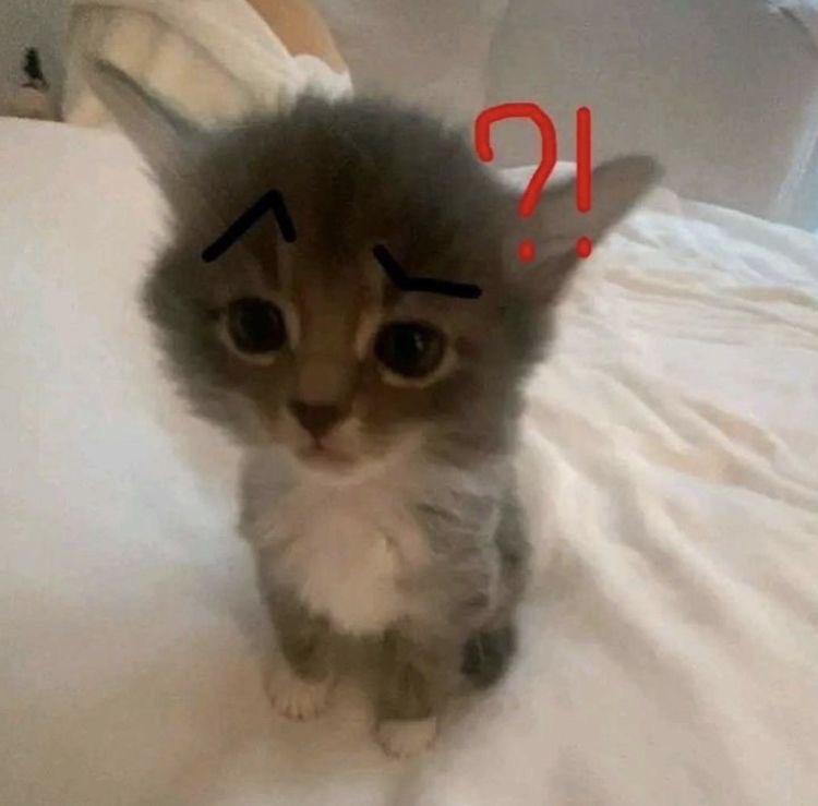 Matching SkooKum Cat PFP