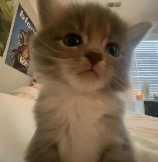 Munchkin Cat Matching Pics