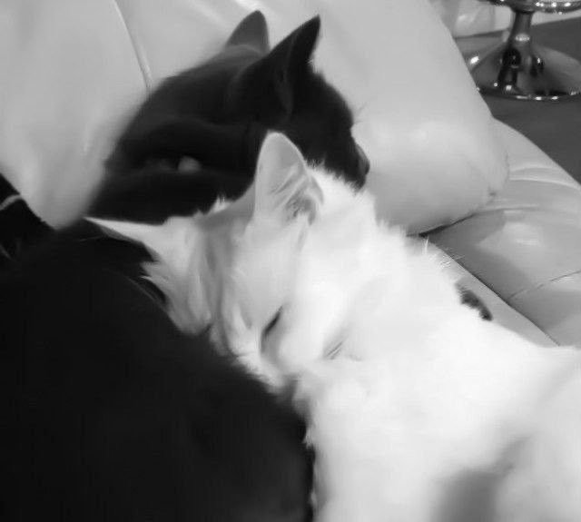 Persian Cat DuO pHotos