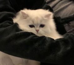 Persian Cat Pfp