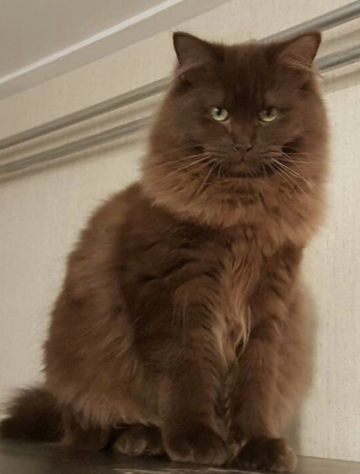 Persian Cat