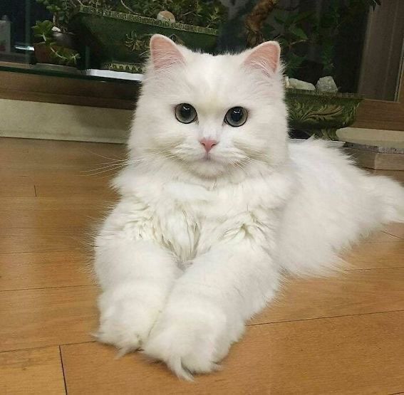 Persian kitten Pic