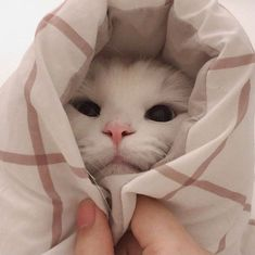 Scottish Fold Cat Pfp