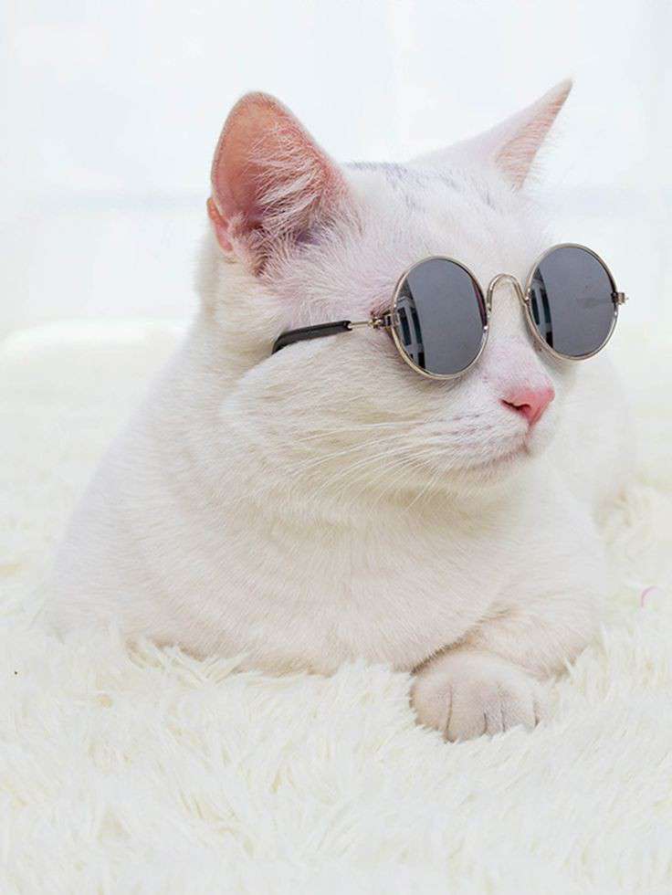 Shein 1pc Round Lens Cat Sunglasses