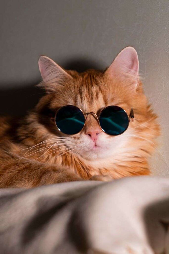 Siberian CAT pFP matching