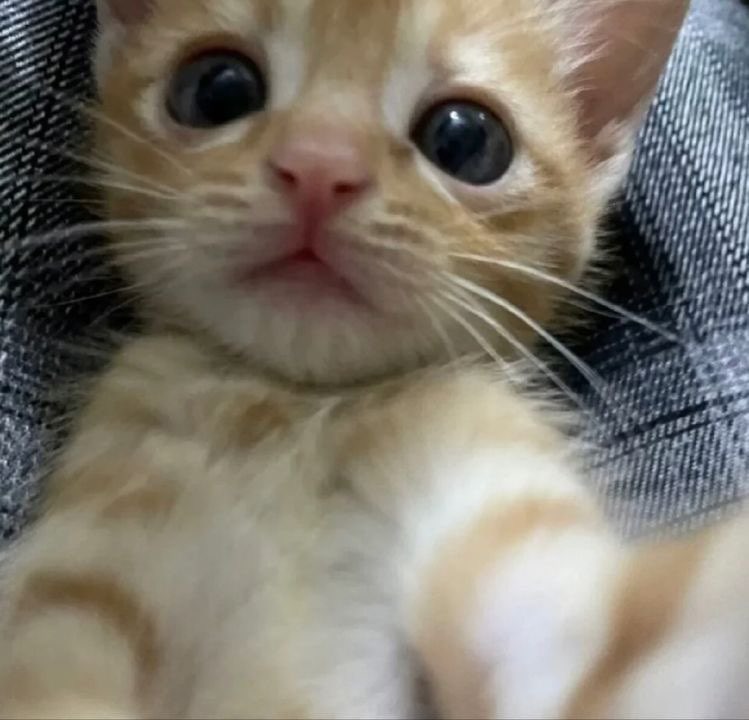 Tabby cAT matching pfp