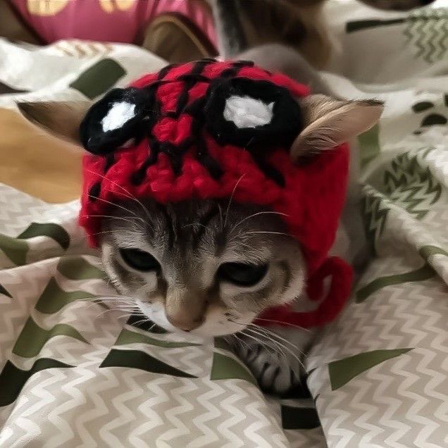 Tinny Cat Wearing Cap