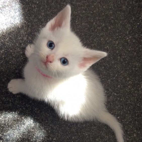 Tiny Turkish Angora Cat pfp