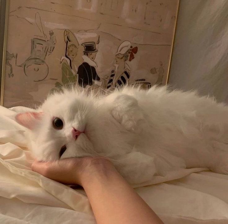 Turkish Angora Cat Sleeping Pic