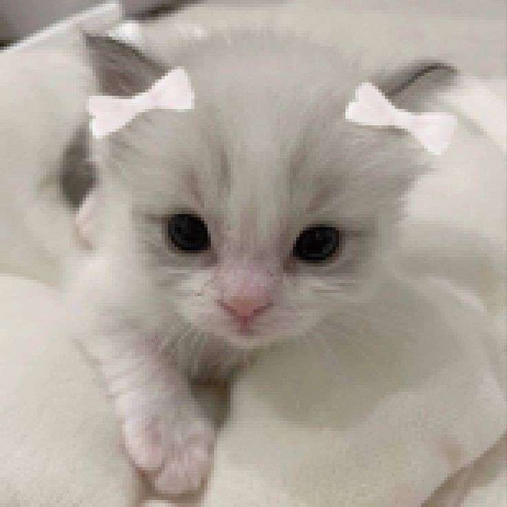 White Cat Cute Pfp