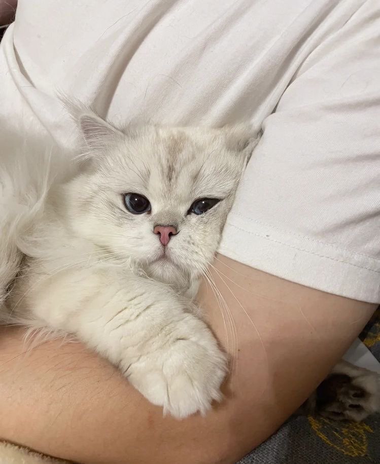 White Cat in Hand of Pet Onwner