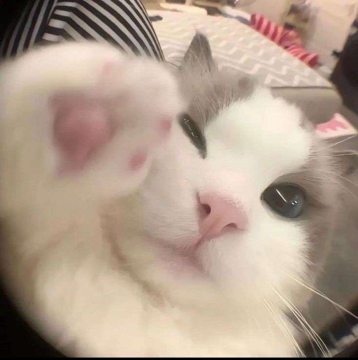 White Persian CAT pHOTO