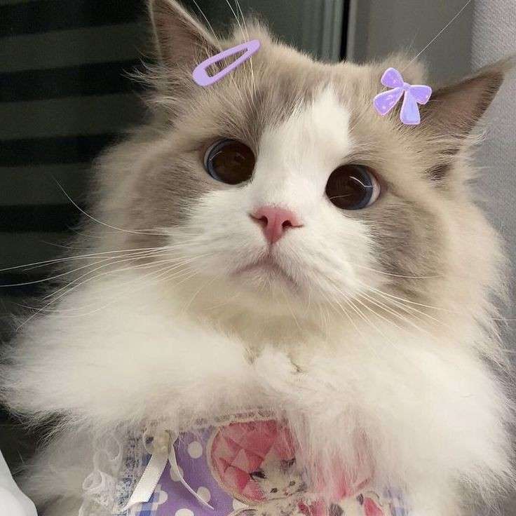 cUTE kiTTEN ragdoll