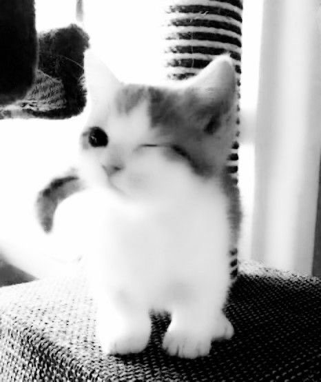 cute cat matching pfp 1