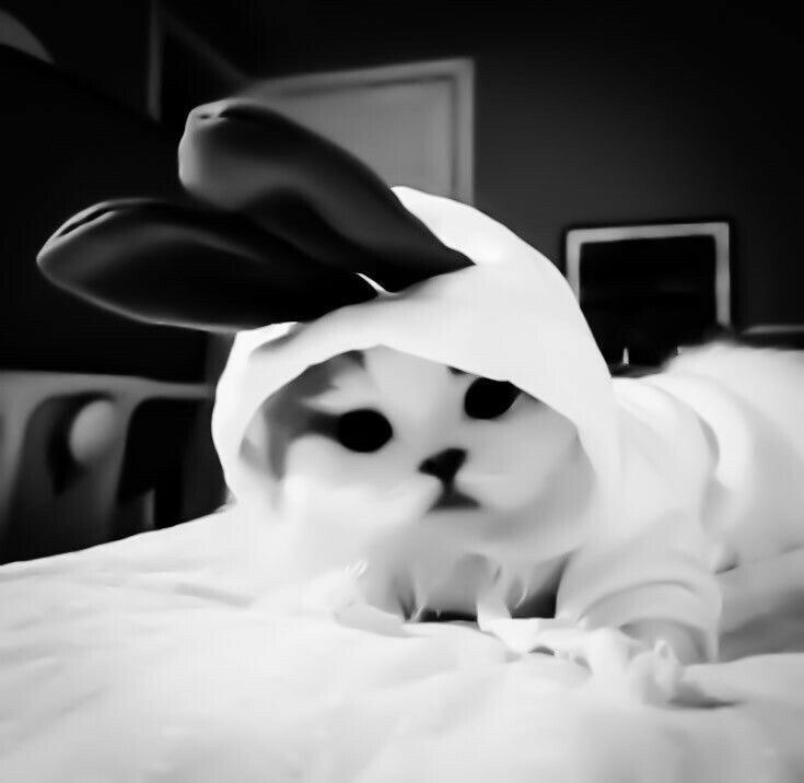 cute matching cat pfp