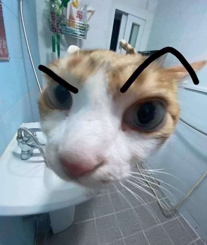 funny matching cat pfp 1