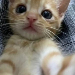 Cat Looking at Camera