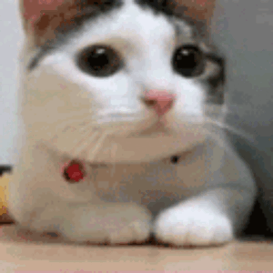Cat Please No!