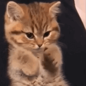 Cat Waving