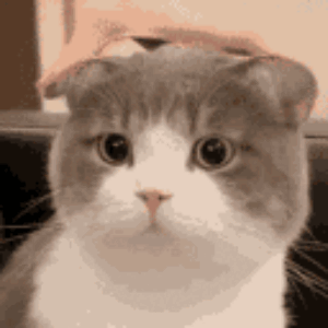 Catttt