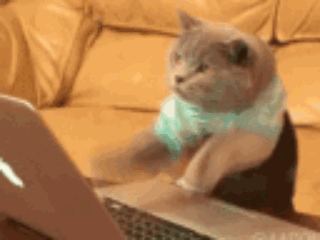 Developer Cat
