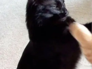 Fighting Cat 1