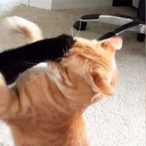 Fighting Cat 2