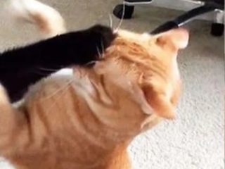 Fighting Cat 2