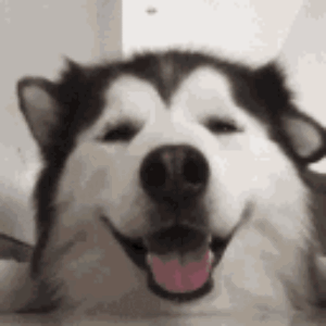 Husky Chilling