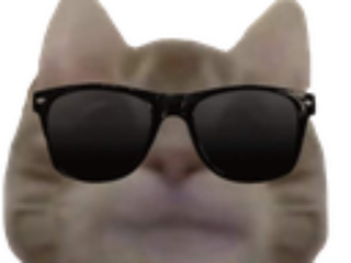 Kitten