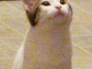 Popcat Two